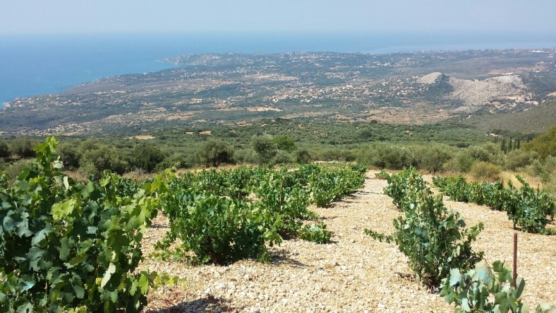Griechische Weine Beim Spezialisten Kaufen Inofilos