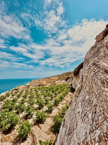 Griechische Inselwein-Highlights